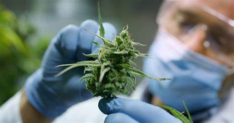 Macroeconomic Statistics on Recreational Cannabis Use (2025)