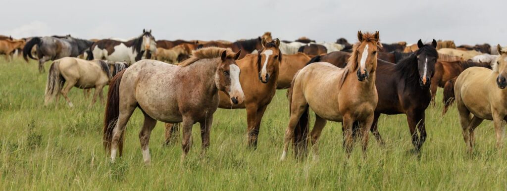The idea that Mongolian horses are descendants of ancient Greek horses is a fascinating historical theory, but according to current genetic and archaeological evidence, the relationship is actually the other way around.