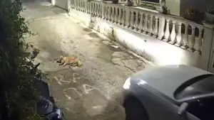 Driver Arrested After Video Shows Dog Run Over While Sleeping in Corfu Village
